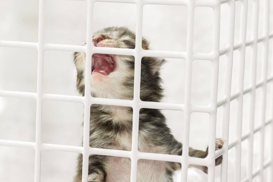 If your cat is crying a lot, take it to the vet as soon as possible.