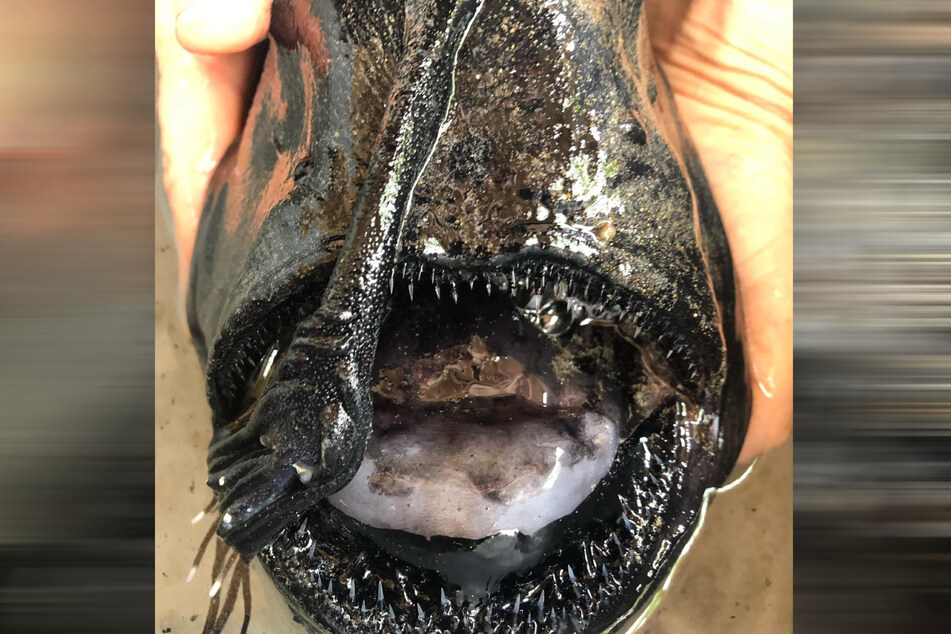 A very rare fish washed up on the shore in California, thrilling scientists and nature lovers.