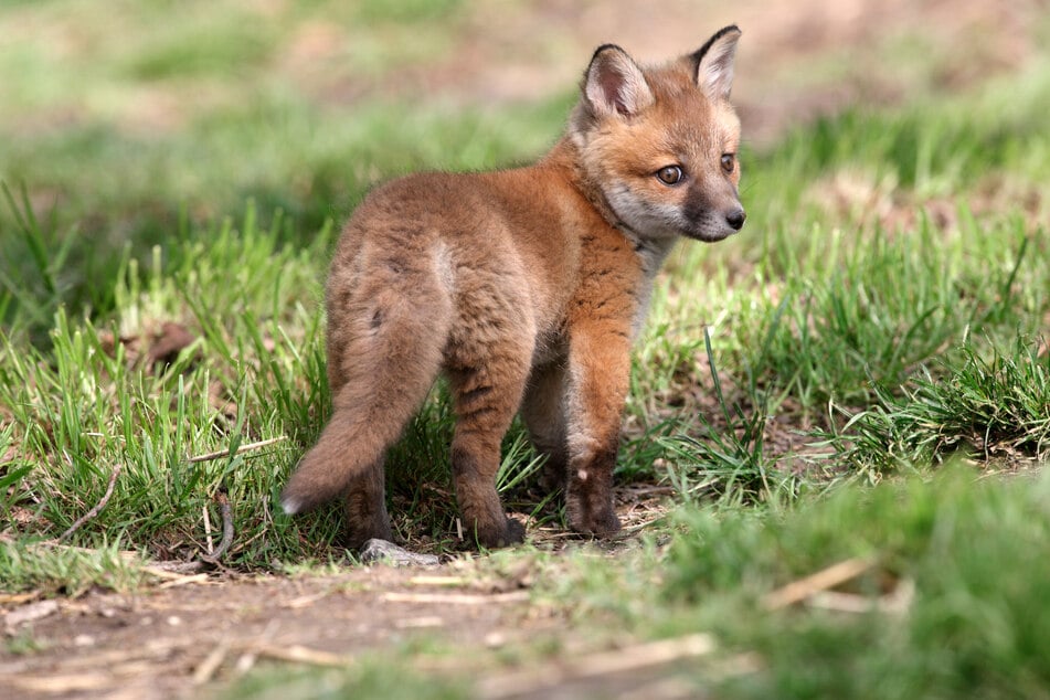 Animal rescuers are dressing up as foxes to help keep baby fox kits wild!