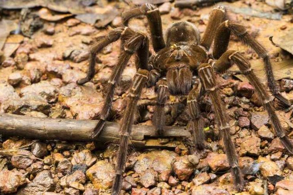 What is the biggest spider in the world?