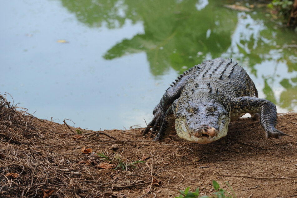 Killer crocodile's belly reveals gruesome discovery