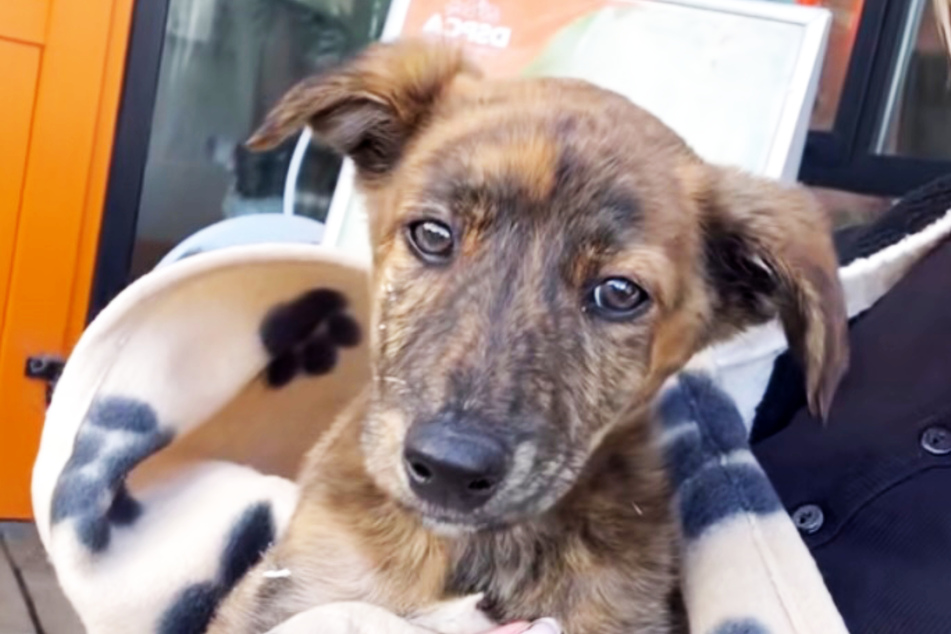 Diesel the dog was rescued from the street as a puppy.