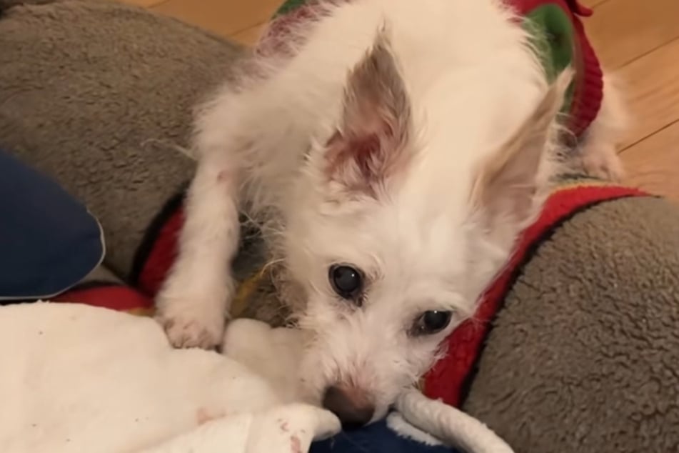 Zero was able to spend his last day with his new family.