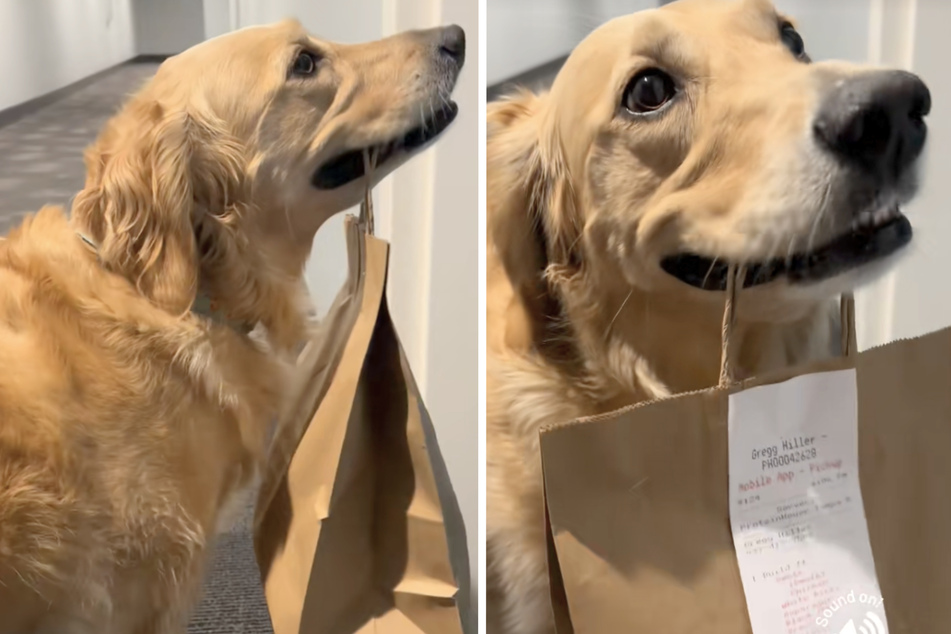 Don't we all know that wonderful feeling when you've just picked up something delicious to eat that you're about to enjoy at home? Bailey the dog sure does!