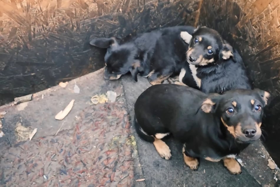 Puppy refuses to leave dying sibling's side in heartbreaking dog rescue