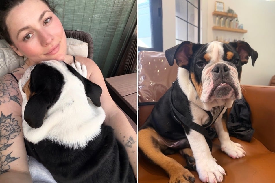 Puppy drowns at boarding facility, and the company's response is shocking: "How it’s being handled is not right"