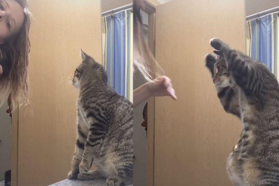 Kitty see, kitty do: copy cat imitates everything his owner does!