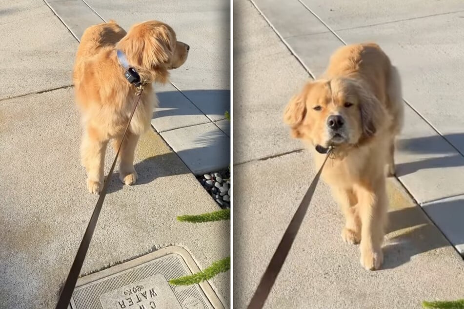 Golden retriever on a walk refuses to take another step for this hilarious reason