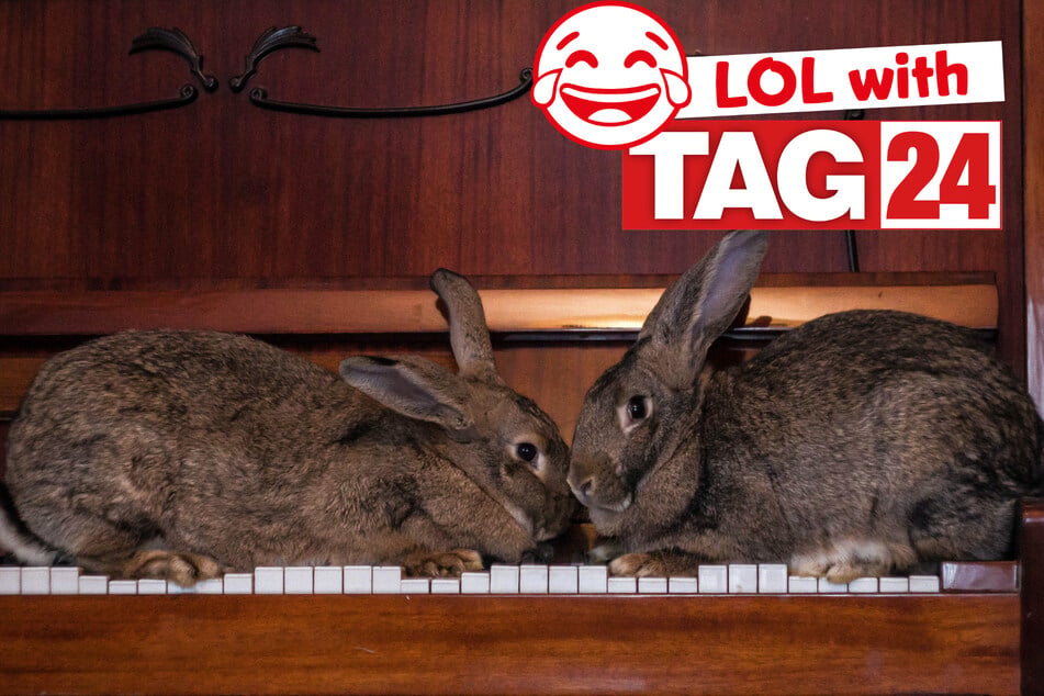 Today's Joke of the Day is getting things hopping!