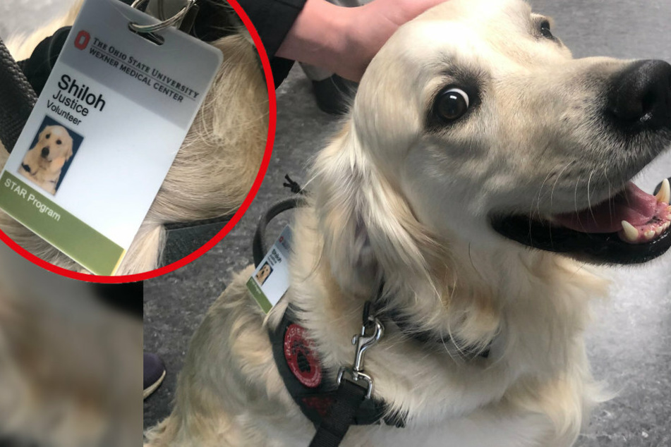 Doggie Howser, M.D. – Columbus hospital gets a special furry employee