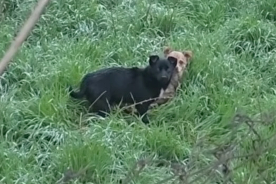 The black puppy turned out to be extremely shy.