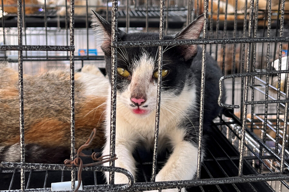 Cats seized by police are pictured at a facility in Ho Chi Minh City, Vietnam, in a photo taken on June 15, 2026.