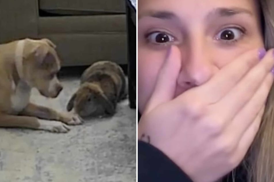 Pet owner freaks out when she sees dog let rabbit sibling out of her cage on the pet cam