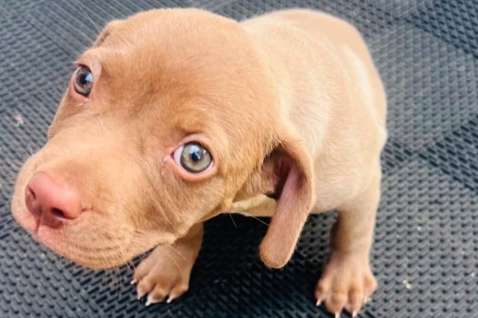 An eight‑week‑old puppy was thrown out of a moving car.