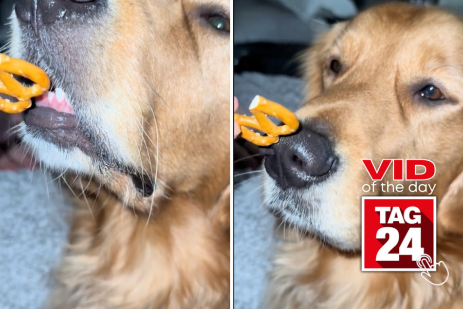 Viral Video of the Day for November 26, 2023: Dog enjoys pretzel extra gently!