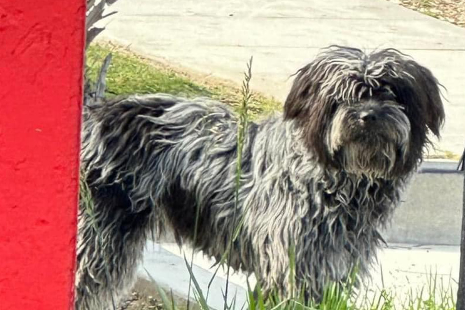Abandoned dog breaks hearts as she desperately looks for her owners