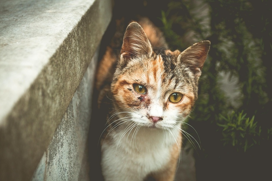 It is not unusual for a cat in pain to behave in an aggressive manor.