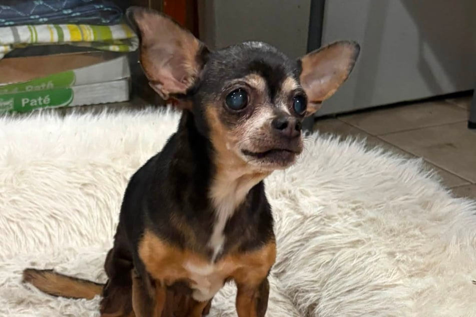 A Chihuahua named Flor disappeared for 12 long years!