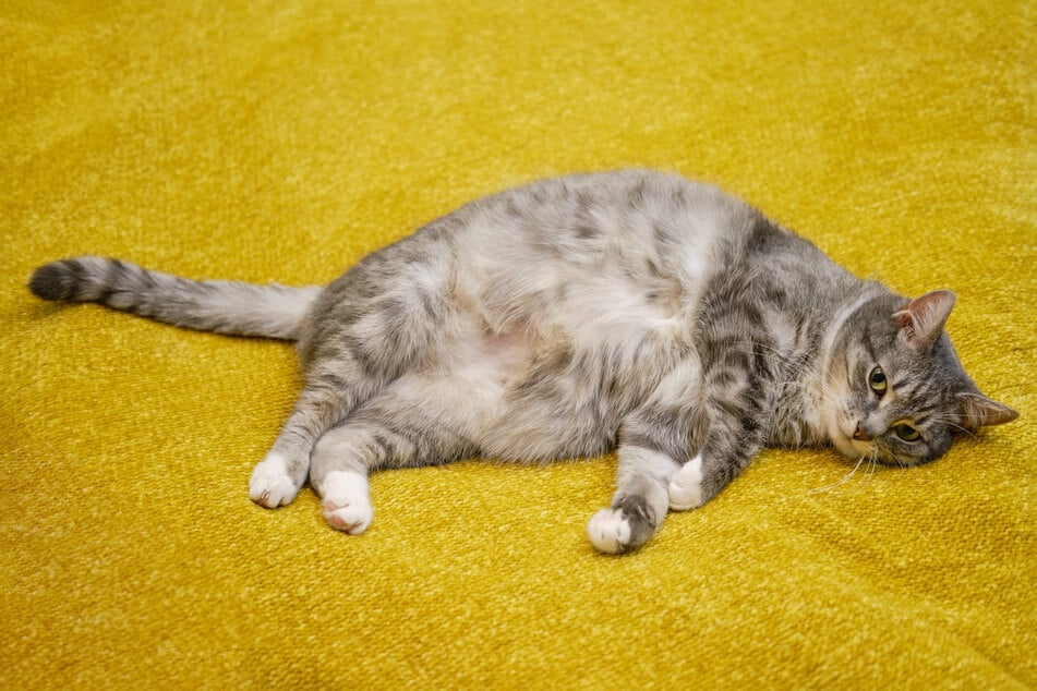 Cats will often get sick from bad food choices.