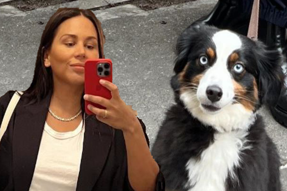Madeline Rigoni's Australian Shepherd Nick is a difficult co-worker.