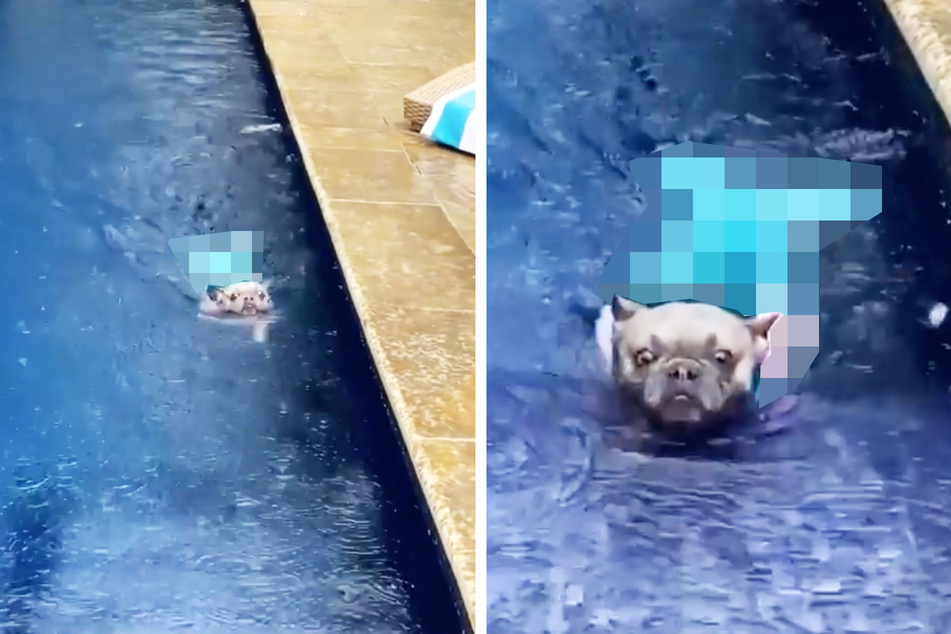 Little mer-dog goes for a swim and the video goes viral