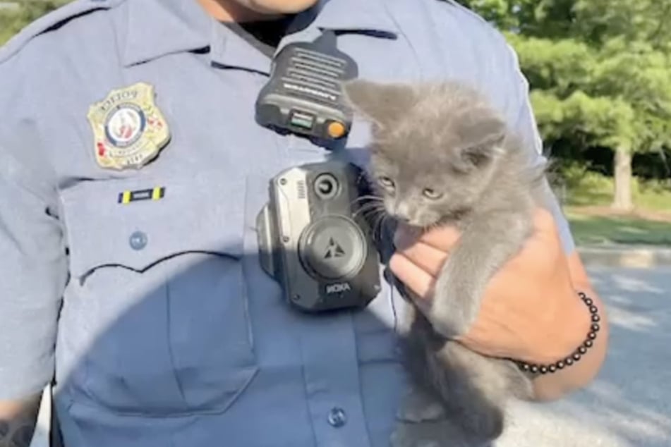 A kitten trying to cross the highway causes chaos!