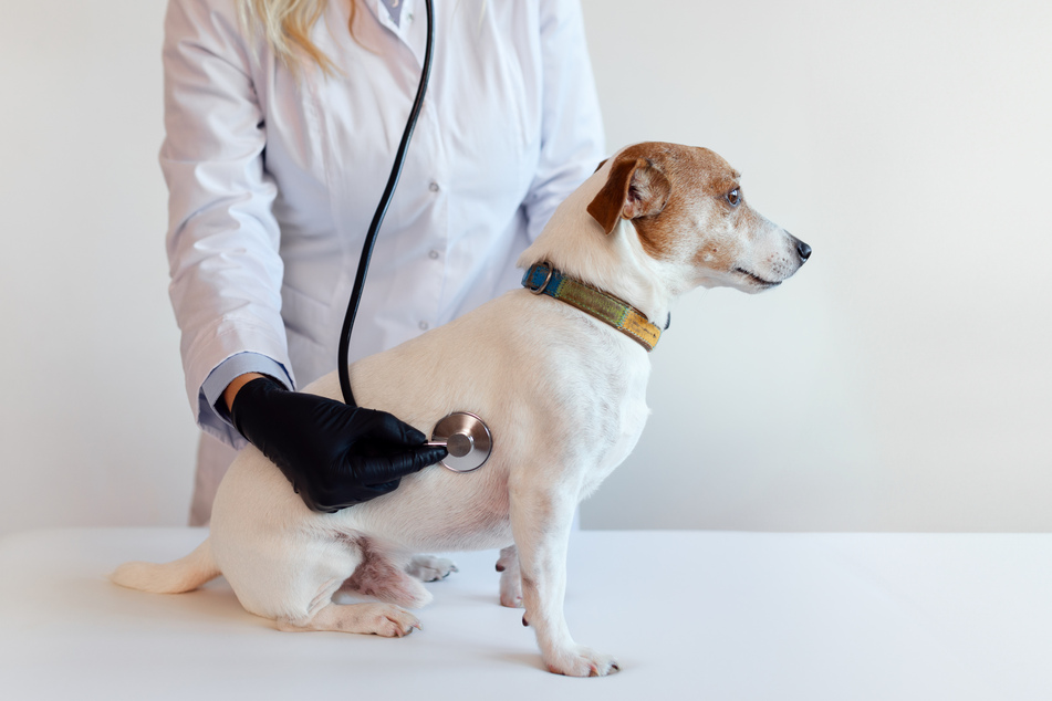 Dogs in anaphylactic shock need emergency medical attention.