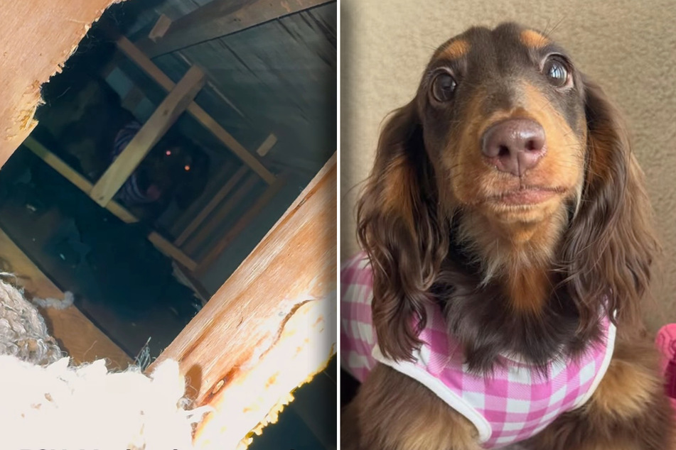 What has dachshund dog Hershey done to the sofa here?