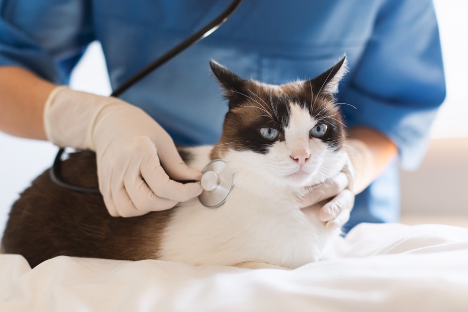 A vet can advise cat owners on the right diet.