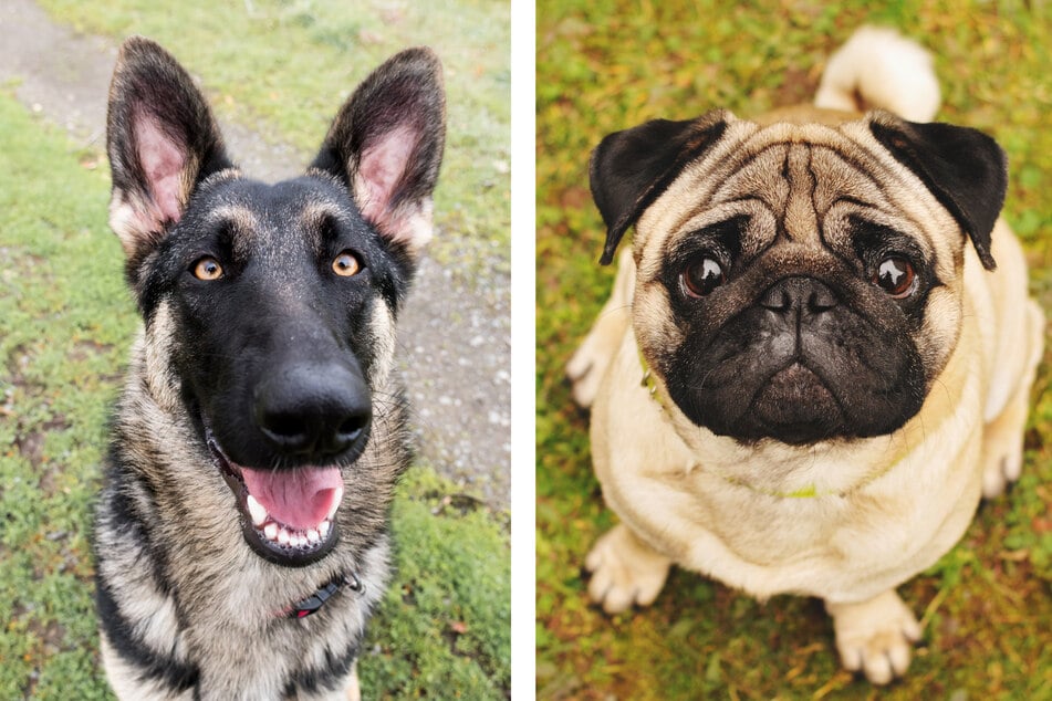 Pug and German Shepherd mix looks like a "goofy goblin"