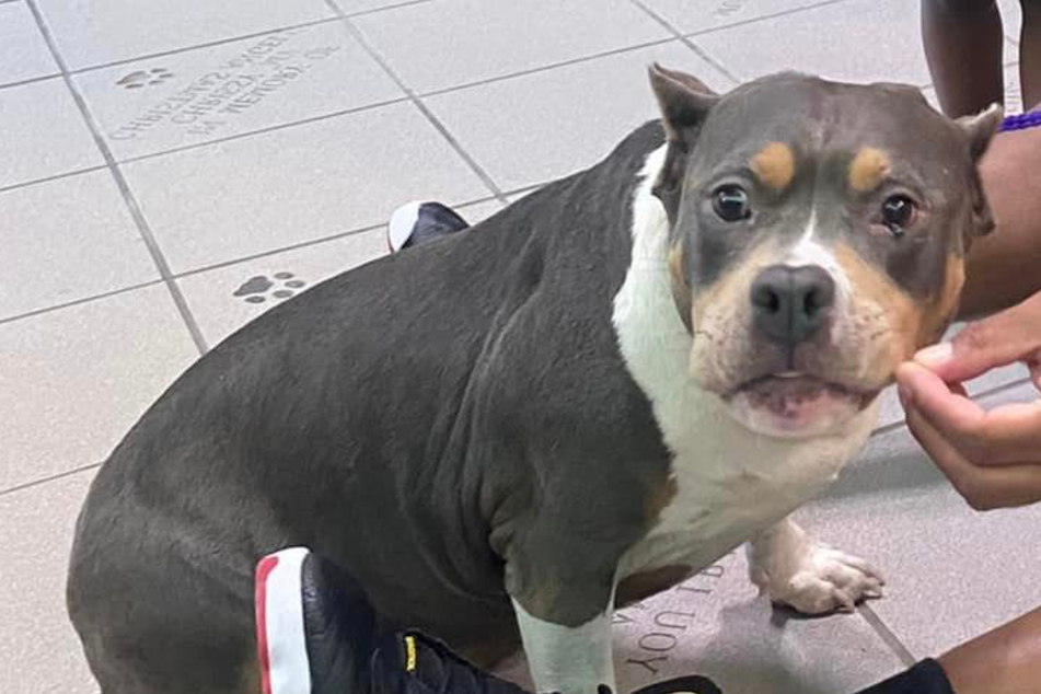 Missing dog returns to her family after two years in amazing reunion!