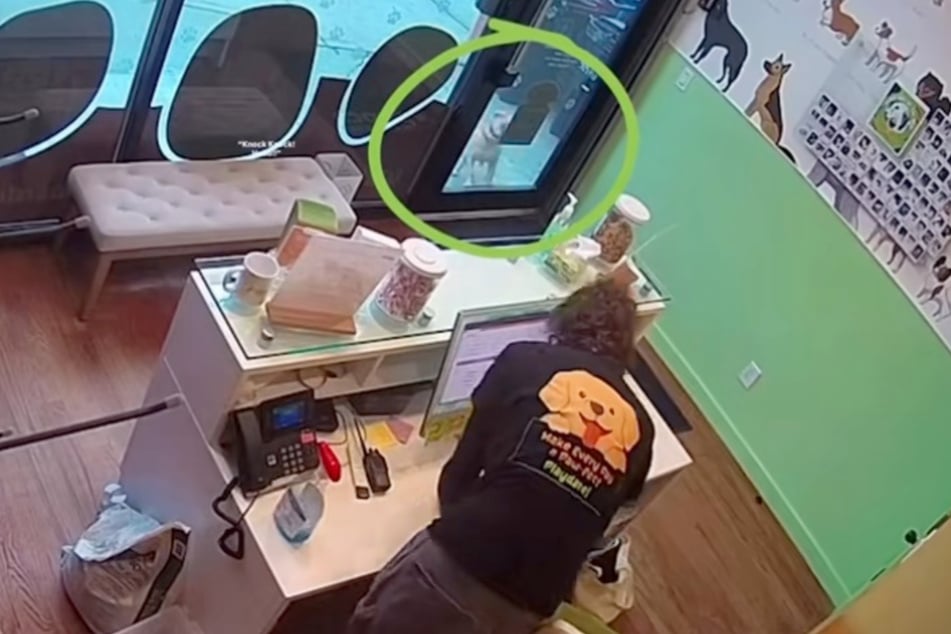 Pete can be seen waiting outside the door of his doggy daycare.