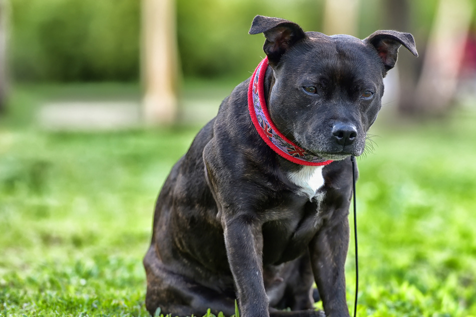 Woman accused of torturing dog to death had breakdown after sex change, lawyer says