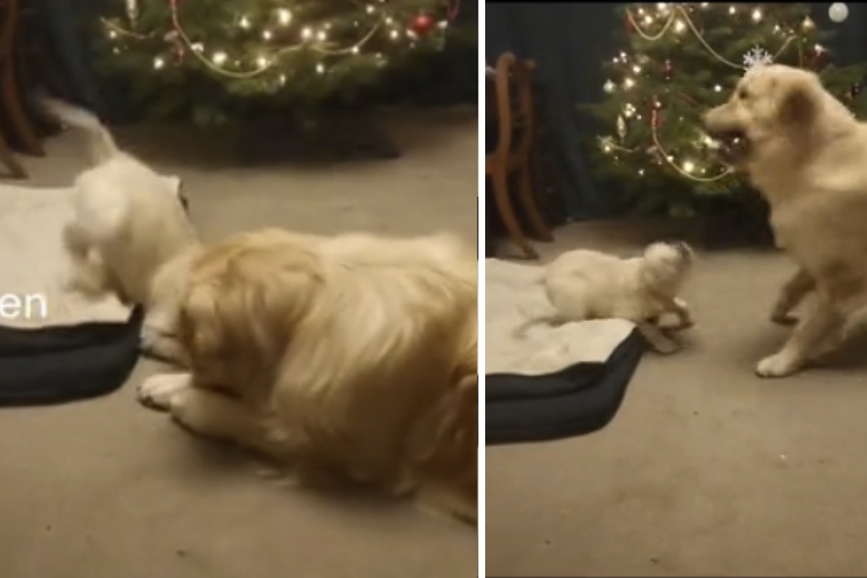 Woman leaves puppy with big brother, and hidden cameras capture adorable magic!