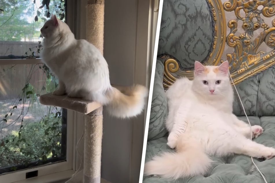 Grieving cat owner shelled out $25,000 to "clone" her beloved feline friend