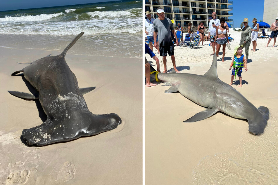 A 14-foot dead hammerhead shark washed up on a beach in Alabama.