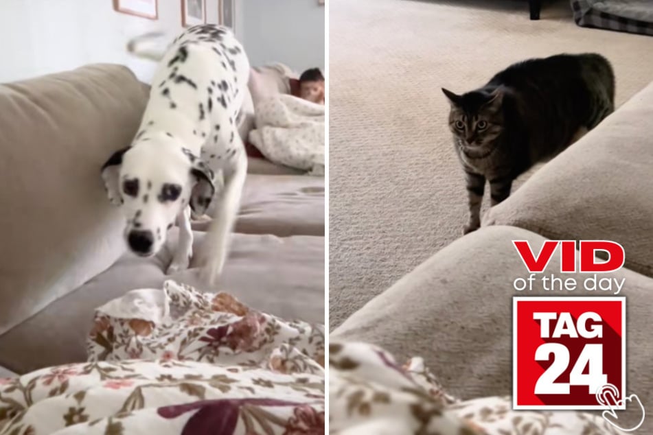 Two dogs were having a perfectly good play session until the cat walked in looking like the alpha.