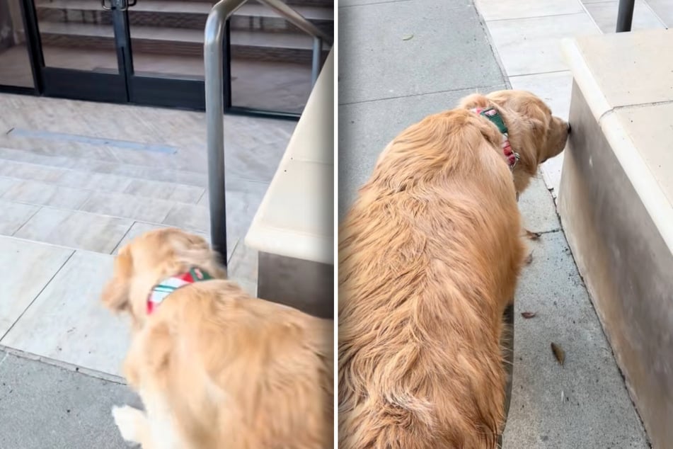 Dog longs to befriend mysterious pup he sees on his walk every day – the truth is hysterical