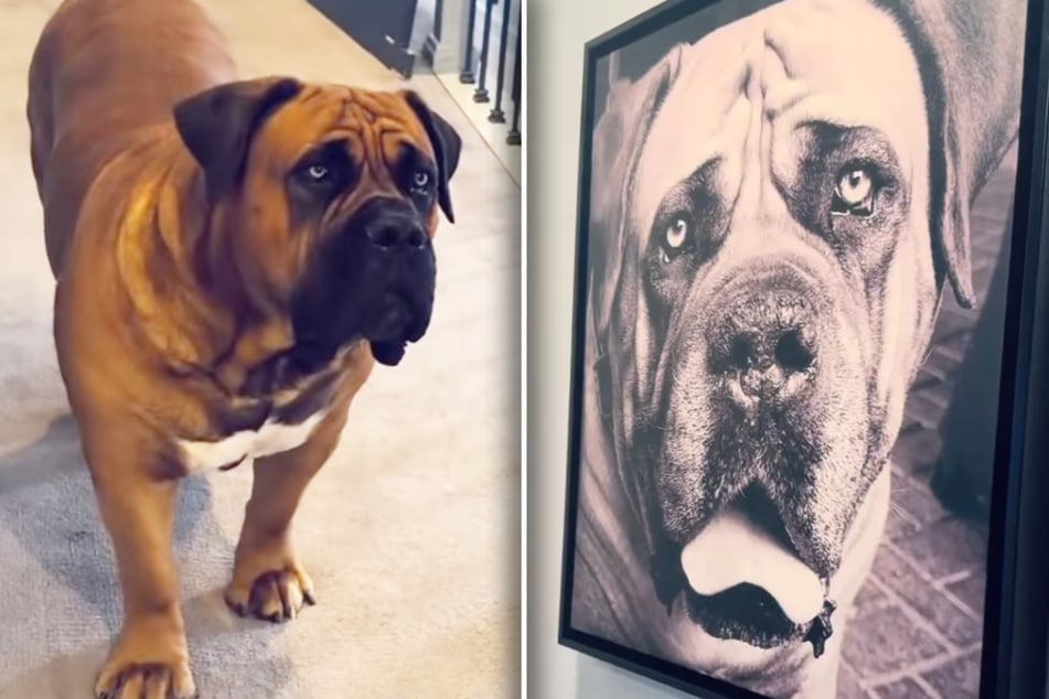 Dog has heartbreaking reaction to photo of sibling who died