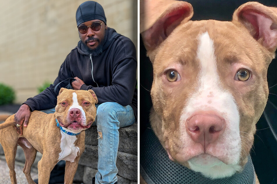 Finally reunited with his owner, Marcus (aka Brick) the dog can return home after two years of suffering.