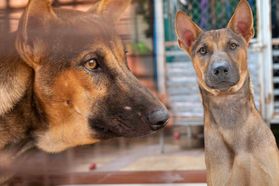 Dog rescued from a slaughterhouse is now terrified of his own kind