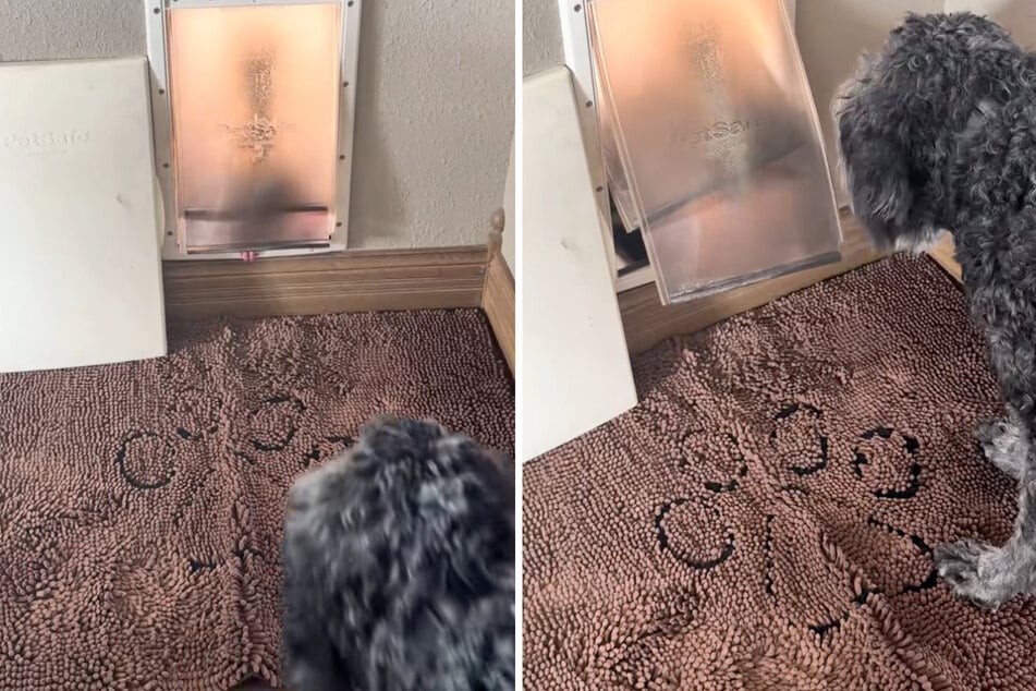 Dog is shocked to see the bizarre yet adorable creature that pops through his doggy door!