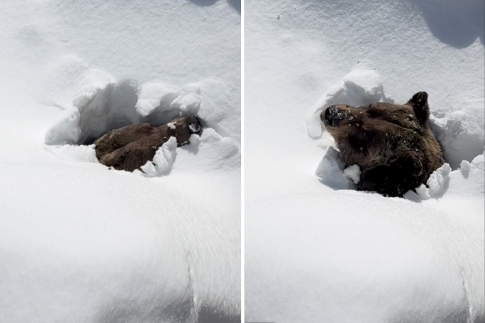 Boo the grizzly bear was caught on camera coming out of his winter hibernation.