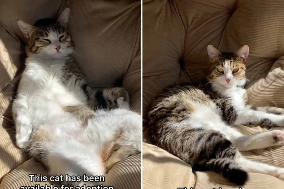Sweet and sassy shelter cat still looking for love after three years