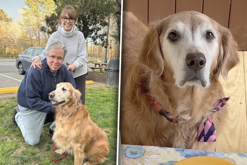 Senior golden retriever goes viral thanks to hilarious "quirks"