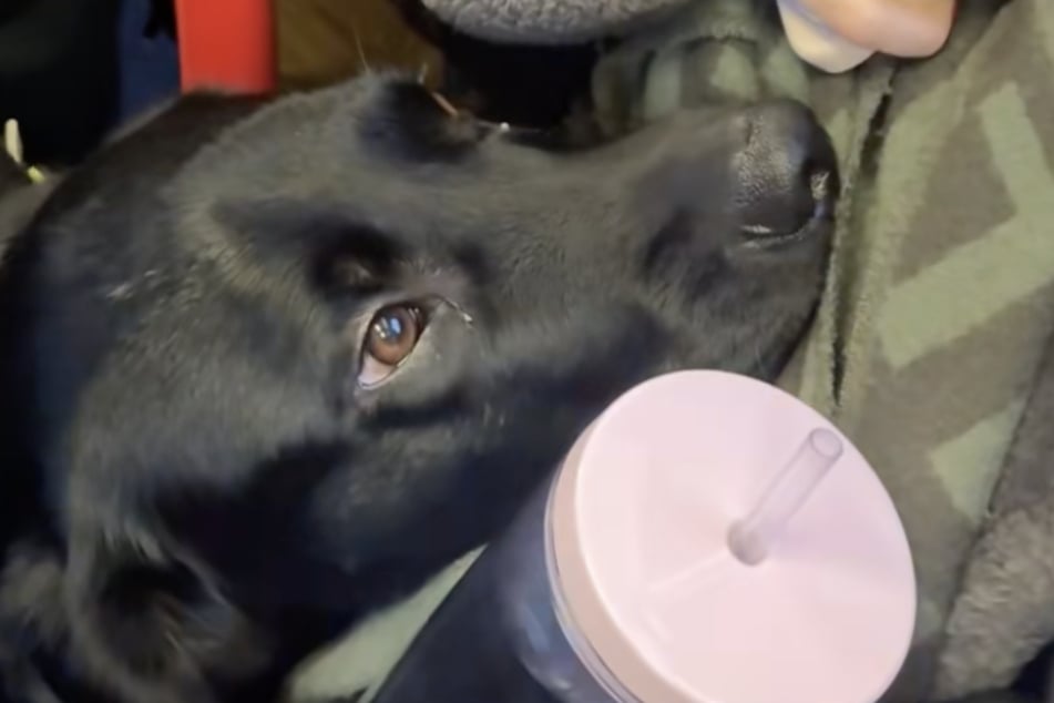 The guide dog gently laid his head on the woman's belly, seemingly sensing her pregnancy.