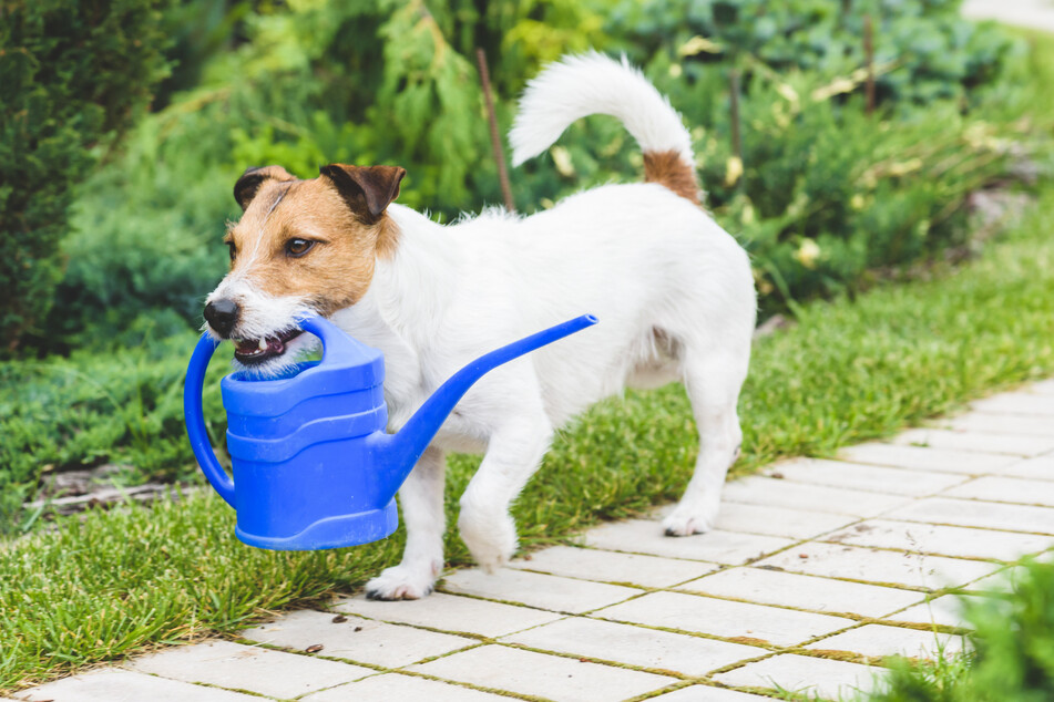 Fetching games are incredibly beneficial for doggos!