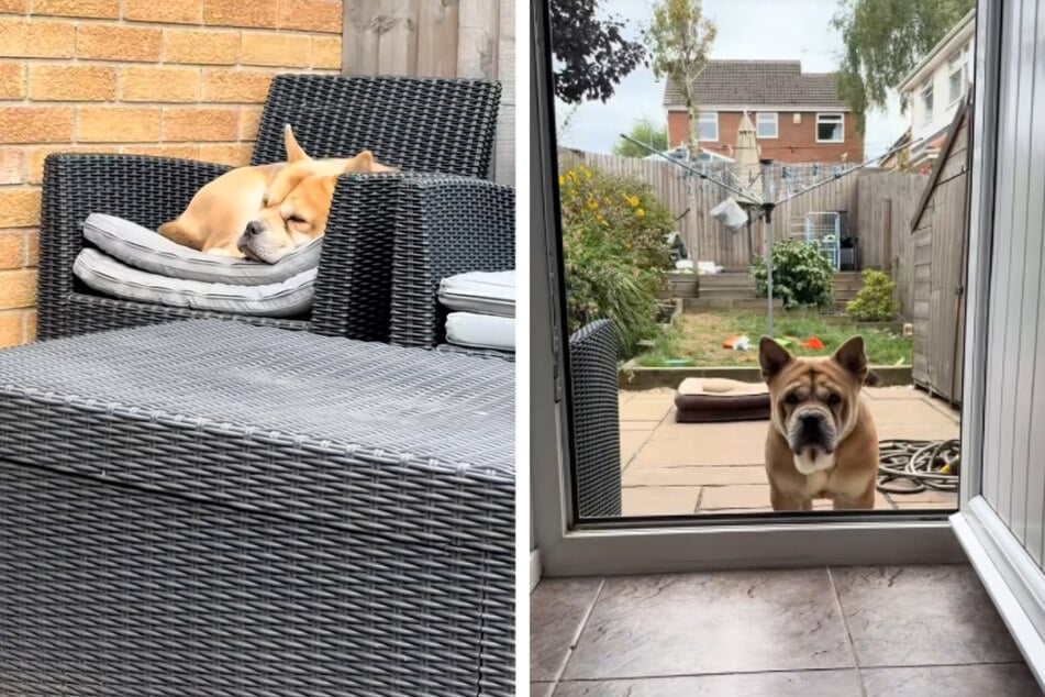 Dog owners work tirelessly to earn trust of scared rescue pup: "Time is the best healer"