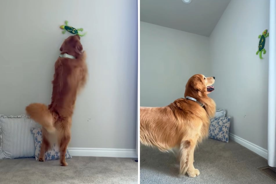 Dogs Tucker and Todd have declared war on an electronic wall-climbing lizard! But who will win in the end?