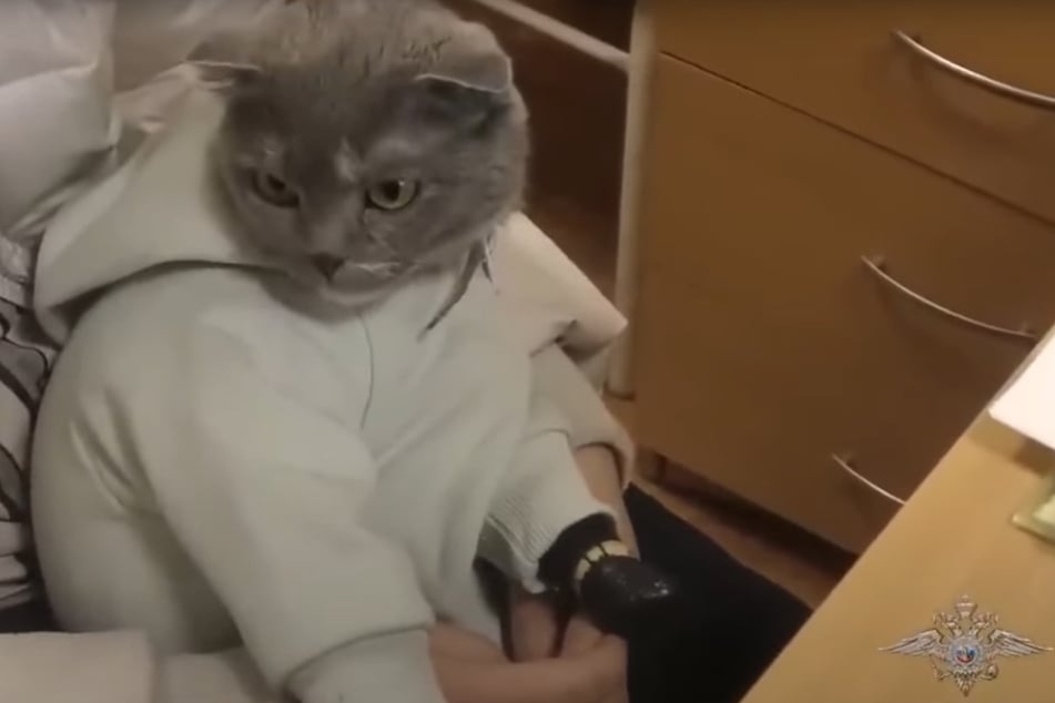 The cat was found in a police search with layers upon layers of clothing on.